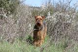 AIREDALE TERRIER 122